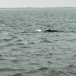 Junger Buckelwal im Wattenmeer gesichtet Tiere