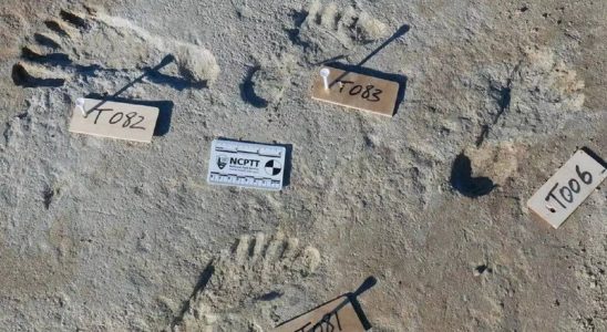 New Mexico In New Mexico gefundene fossile Fussabdruecke deuten darauf