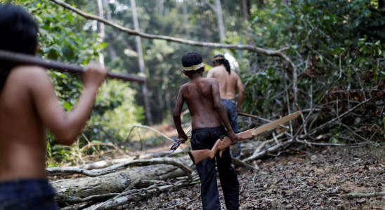 Passende Begriffe Abholzung Brasiliens Regierung beginnt mit der Vertreibung Tausender