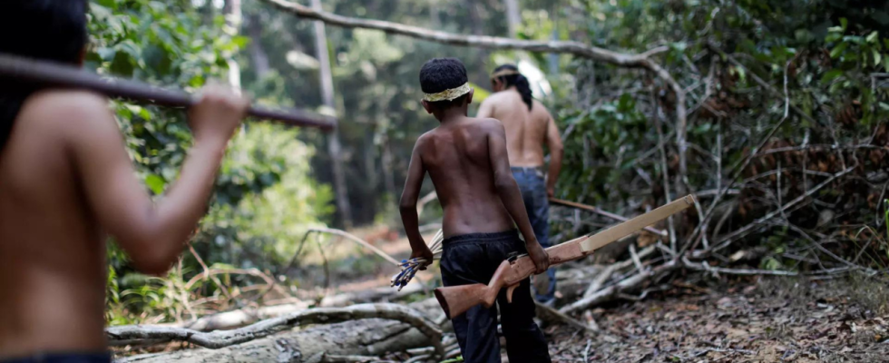 Passende Begriffe Abholzung Brasiliens Regierung beginnt mit der Vertreibung Tausender
