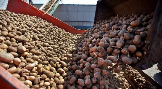 Regierung zwingt Landwirte zur Kartoffelernte „Feste Fristen funktionieren nicht