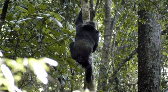 Uganda Babyraub Schimpansen zwingen Familien in Uganda dazu ihre Haeuser zu