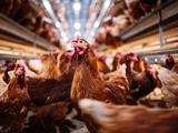 Ophokplicht voor pluimvee nu ook afgeschaft in Gelderse Vallei