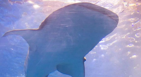 Der Zoo von Brookfield feiert die Geburt eines Hai Welpen durch