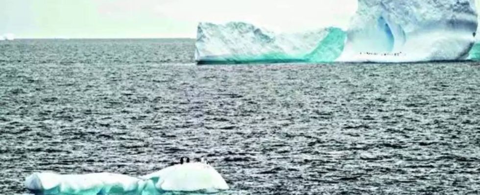 Der groesste Eisberg der Welt hat sich geloest und ist