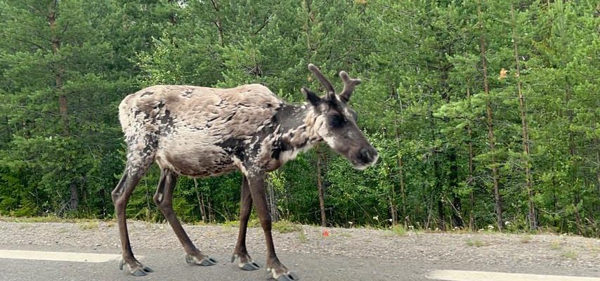 Innerhalb von fuenf Jahren wurden in Nordschweden mehr als zehntausend