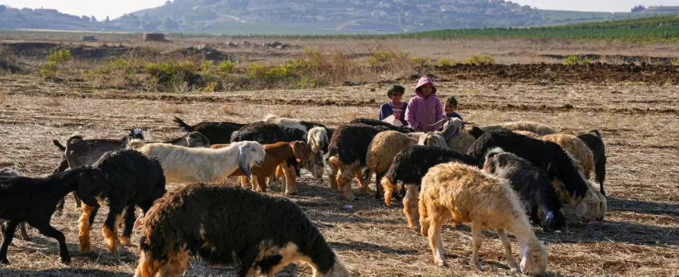 Libanesische Hirten Leichen libanesischer Hirten gefunden auf die israelische Streitkraefte
