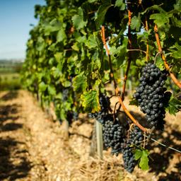 Niedrigste Weinproduktion seit mehr als sechzig Jahren aufgrund schlechter Ernten