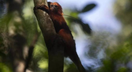 Rettung des goldenen Affen Brasiliens ein gruener Korridor nach dem