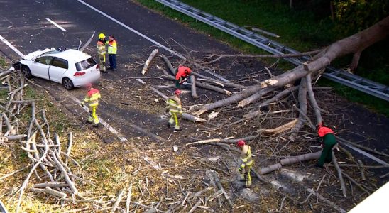 Tod durch Sturm Ciaran in den Niederlanden Baum stuerzt auf