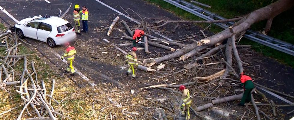 Tod durch Sturm Ciaran in den Niederlanden Baum stuerzt auf