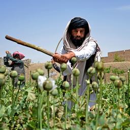 UN Bericht meldet 95 Prozent weniger Opiumproduktion in Afghanistan aufgrund der