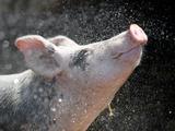 USA befuerchten „Superschweine Invasion aus Kanada Bemerkenswert