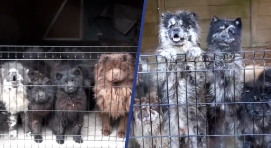 Weitere 24 Hunde bei Zuechter wegen Tiermissbrauchs verurteilt Inlaendisch