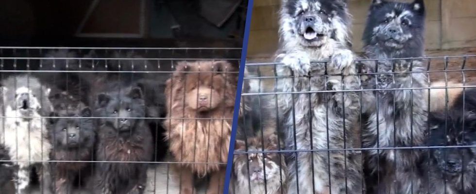 Weitere 24 Hunde bei Zuechter wegen Tiermissbrauchs verurteilt Inlaendisch