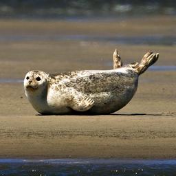 Zahl der Seehunde im Wattenmeer ist erneut gesunken Tiere