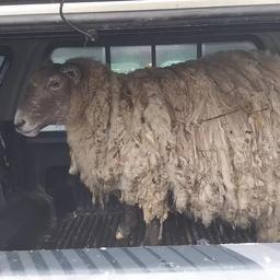 „Grossbritanniens einsamstes Schaf wurde nach zwei Jahren in der Naehe