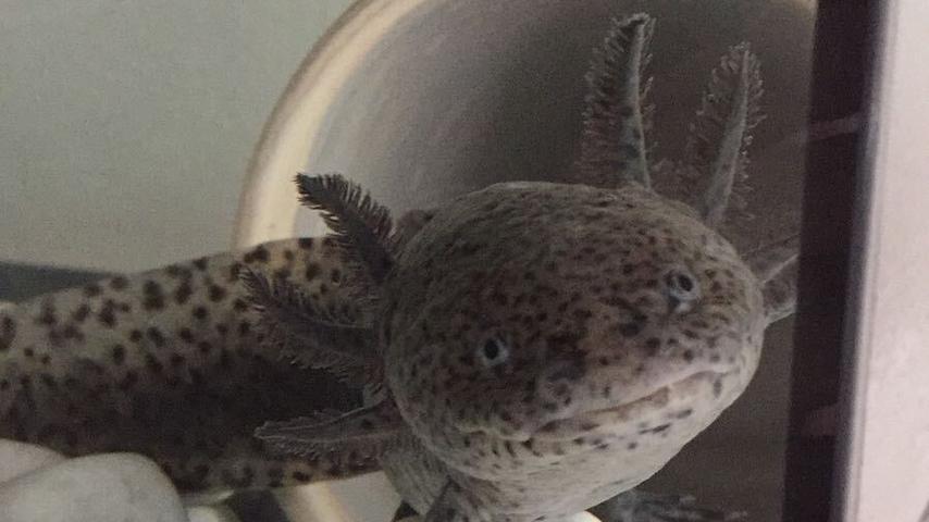 1702727902 506 Besitzer von Hunderten von Axolotls gesucht nachdem Schulexperiment ausser Kontrolle
