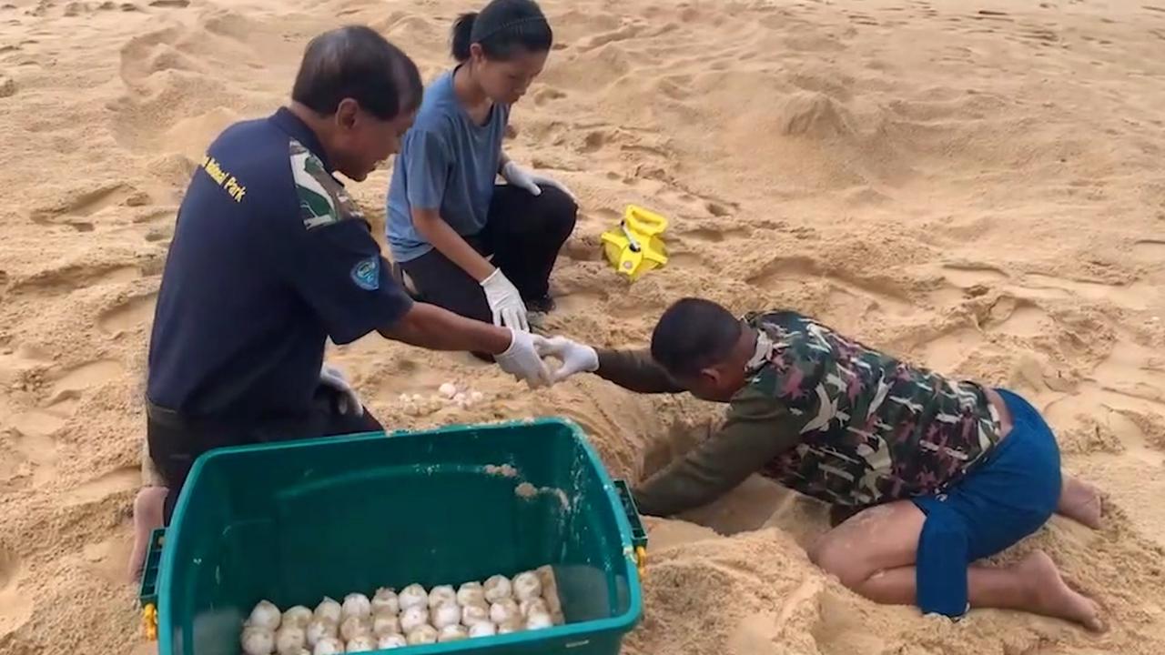 Beeld uit video: Tientallen zeldzame schildpadeieren gevonden op Thais strand