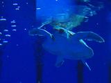 Diergaarde Blijdorp vangt uit koers geraakte zeeschildpad op
