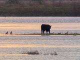 Stier gestrand op 'eilandje' door hoge waterstand van de Maas
