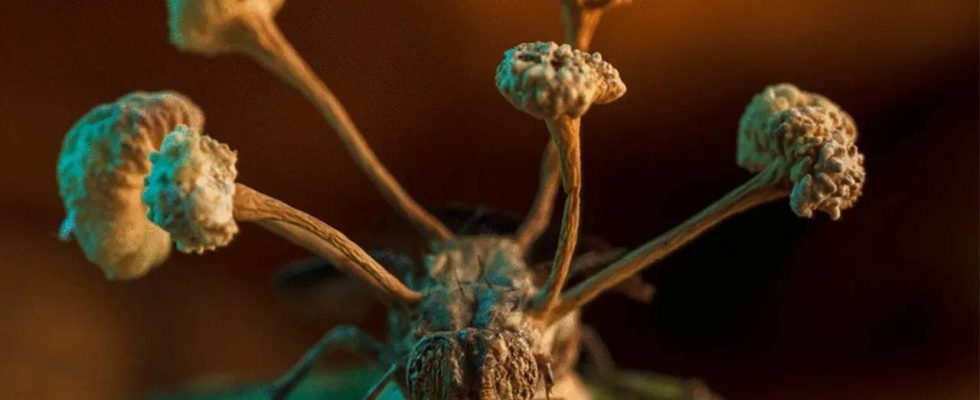 407 Millionen Jahre alter krankheitserregender Pilz im Natural History Museum
