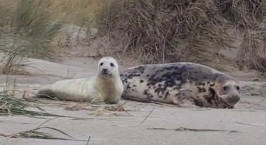 Auch gestrandete Robbenbabys wurden am Freitag auf Texel entdeckt „Es