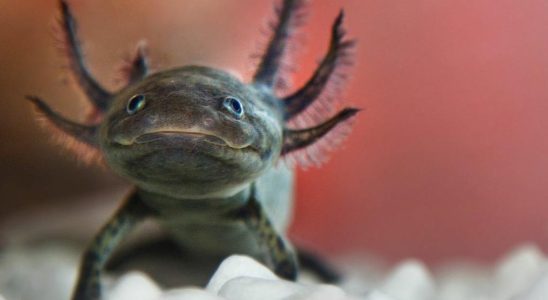 Besitzer von Hunderten von Axolotls gesucht nachdem Schulexperiment ausser Kontrolle