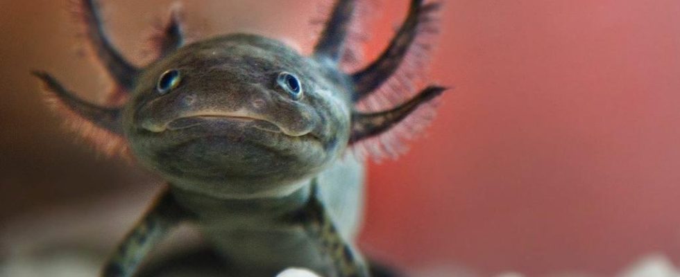 Besitzer von Hunderten von Axolotls gesucht nachdem Schulexperiment ausser Kontrolle