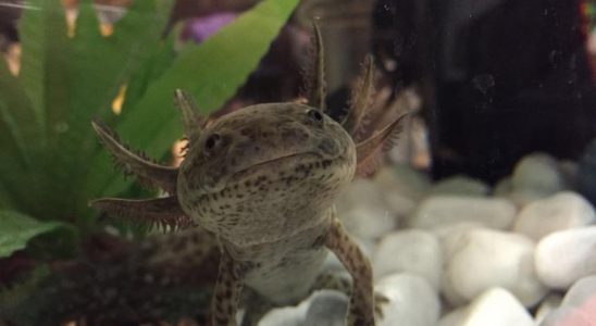 Biologielehrer macht sich keine Sorgen wegen Axolotl Babyboom „Zehn sind uebrig