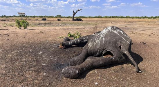 El Nino Mindestens 100 Elefanten sterben im von Duerre heimgesuchten