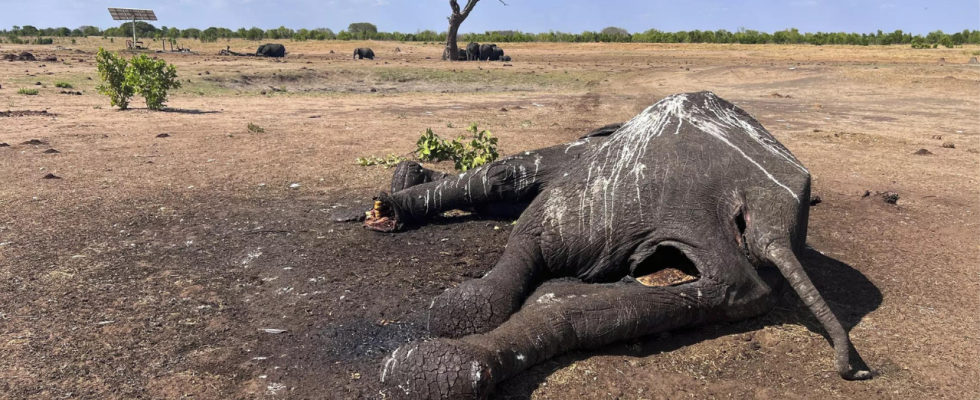 El Nino Mindestens 100 Elefanten sterben im von Duerre heimgesuchten