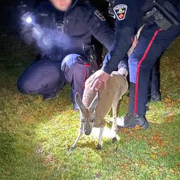 Entflohenes Kaenguru schlaegt kanadischem Polizisten ins Gesicht Tiere