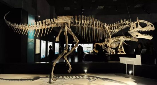 Kolossaler Pliosaurierschaedel an der Jurakueste von Dorset ausgegraben