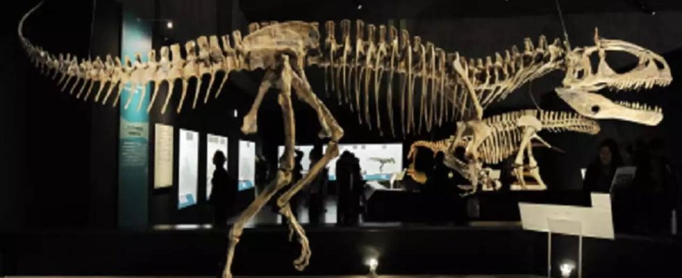 Kolossaler Pliosaurierschaedel an der Jurakueste von Dorset ausgegraben