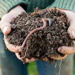 Niederlaendische Karte Gartenerde Regenwurm am haeufigsten gesehen Tiere