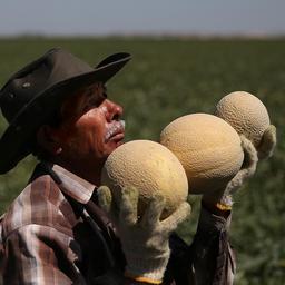 Todesfaelle durch Salmonellen im Zusammenhang mit Melonen in den USA