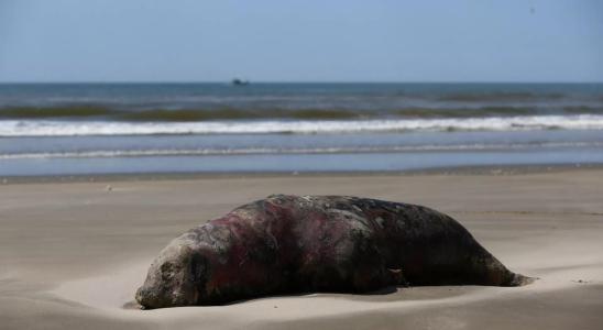 Tollwut Vogelgrippe toetet ueber 900 Robben und Seeloewen in Suedbrasilien