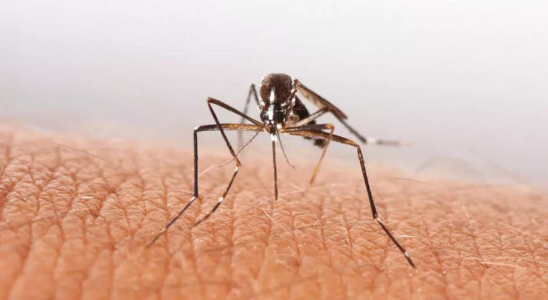 Virus Mindestens 21 Todesfaelle und 600 Faelle von Dengue Fieber in