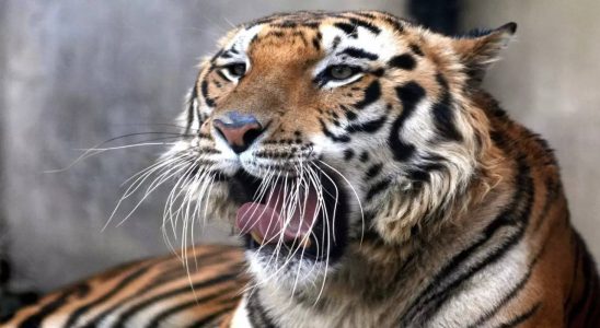 Zoo Pakistanischer Zoo nach mysterioesem Tigerangriff geschlossen