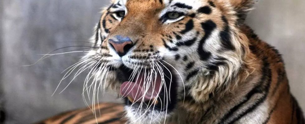 Zoo Pakistanischer Zoo nach mysterioesem Tigerangriff geschlossen