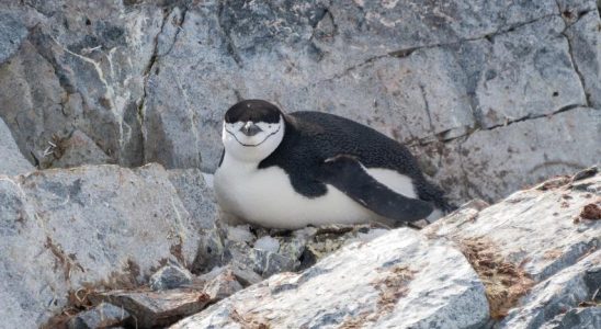 Zuegelpinguine in der Antarktis machen taeglich zehntausend kurze Nickerchen