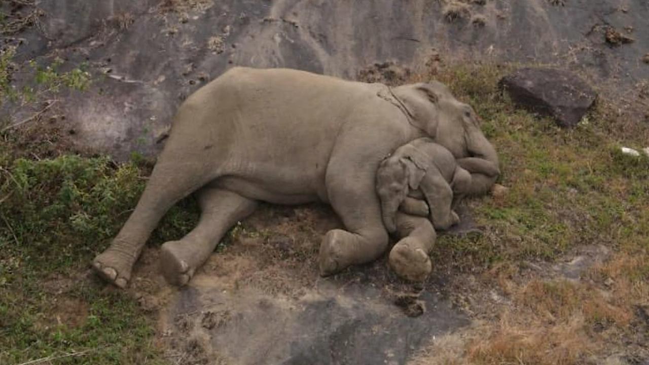Beeld uit video: Verdwaald babyolifantje herenigd met moeder in India