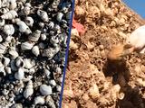 Duizenden slakkenhuizen duiken op bij opgravingen in China