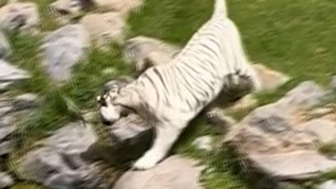 Beeld uit video: Rappe hagedis ontsnapt nipt uit verblijf witte tijger