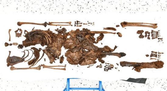 2000 Jahre alte Ueberreste eines Teenagers in nordirischem Torfland gefunden