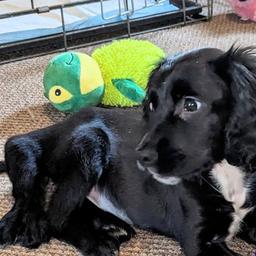 Ausgesetzter sechsbeiniger Hund nach Spendenaktion erfolgreich operiert Tiere