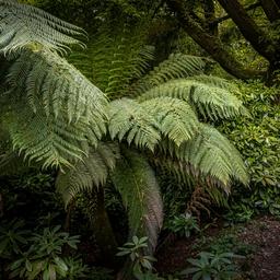 Garten in Tasmanien gewinnt Preis fuer den haesslichsten Garten der