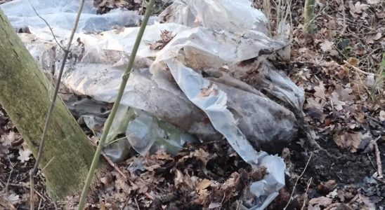 Polizei findet Tasche mit moeglichen Alligatorknochen in Bueschen von Moerdijk