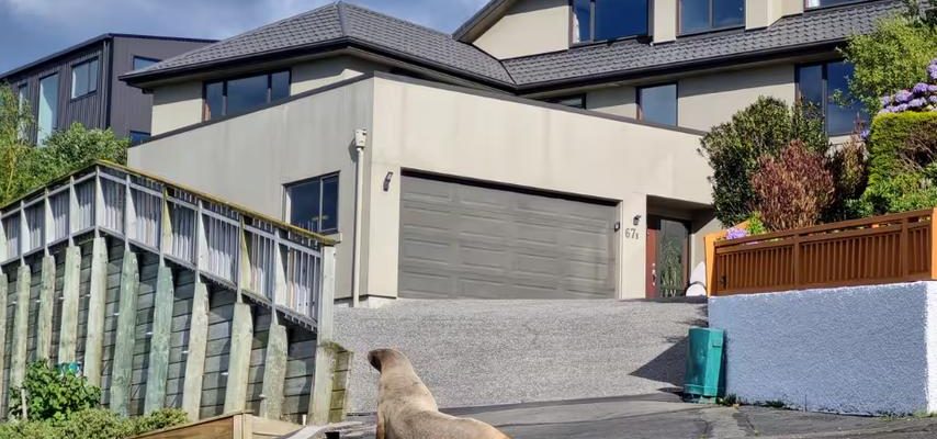 Seeloewen ueberschwemmen die neuseelaendische Stadt Dunedin und verursachen „Chaos